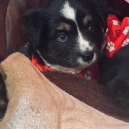 Reba - Black tri female Miniature Australian Shepherd puppy in Madisonville, Texas from Diamond R Aussies