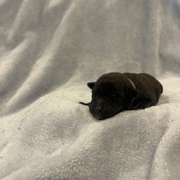 Iroh - Brindle male xDutch Shepherd puppy in Chelsea, Alabama from Alliance K9