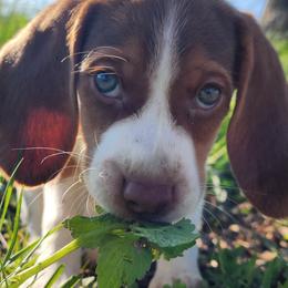Beagles from Country Home Pets and Farm