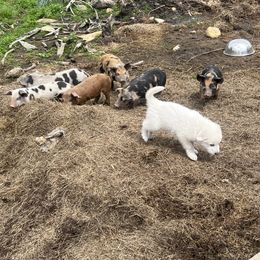 Duke - White male Great Pyrenees puppy in East Dover, Vermont from Cracked An Egg Farm