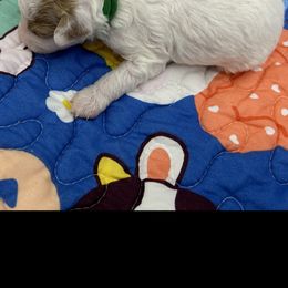 Poodle Puppies from Alisha Sneed's Bullmastiffs