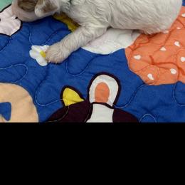Poodle Puppies from Alisha Sneed's Bullmastiffs