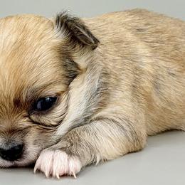 Jim - Black sabled fawn male Chihuahua puppy in Westport, New York from Chantilly chihuahuas
