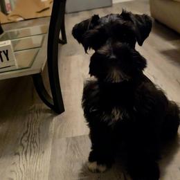 Astro - Black male Miniature Schnauzer puppy in Panama City, Florida from Emerald Coast Schnauzers