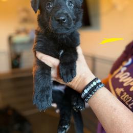 Rainier (Yellow) - Black female German Shepherd puppy in New Holstein, Wisconsin from Bolwerk’s 3B Acres