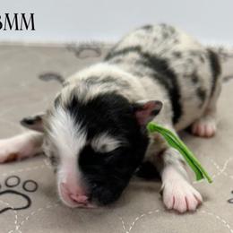 Green collar - Blue merle male Miniature Australian Shepherd puppy in Brooker, Florida from Triple Branch Aussies