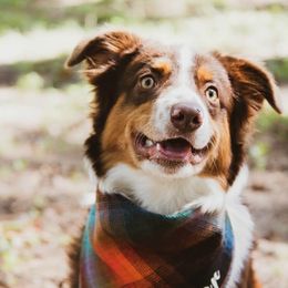 Miniature American Shepherds from Riverside Aussies