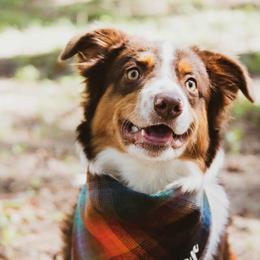Miniature American Shepherds from Riverside Aussies