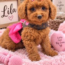 Cavapoo, Goldendoodle, Maltipoo, Morkie, Shihpoo, and Yorkipoo Puppies from Jenny La Bone