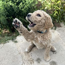 Basil (Light Blue) - Apricot Goldendoodle puppy in Spearfish, South Dakota from Hillsview Farm
