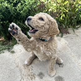 Basil (Light Blue) - Apricot Goldendoodle puppy in Spearfish, South Dakota from Hillsview Farm