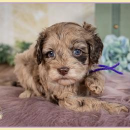 Evelyn - Merle female Cockapoo puppy in Connersville, Indiana from Deaz Doodle Ranch