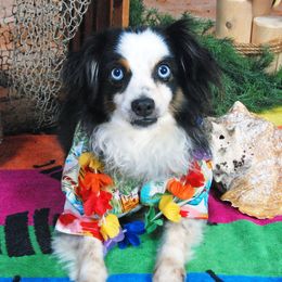 Scout - Toy Australian Shepherd