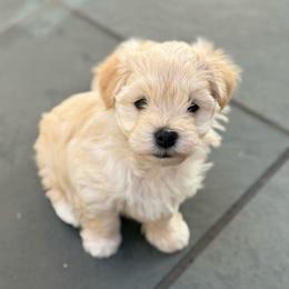 Ed - Cream male Havana Silk Dog puppy in Marlboro, Vermont from Maplewood Silks