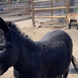 Golden Retriever and Jack Russell Terrier Puppies from Shelby Burleson's Golden Retrievers and Jack Russell Terriers