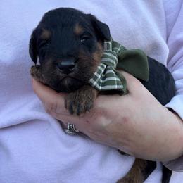Philip - Black male Bordoodle puppy in Canfield, Ohio from Poo's Doo's & Inu's