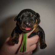 Plague - Black and rust male Beauceron puppy in Medina, Ohio from Beaucerons Des Vents
