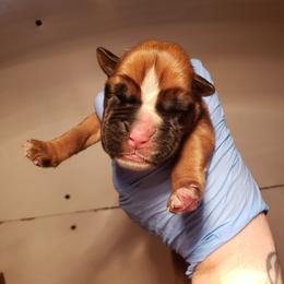 Boxer Puppies from SmashBox Kennel