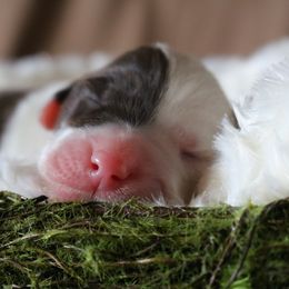 Goldendoodle, Labradoodle, and Poodle Puppies from CNR Farms