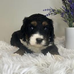 Boy 2 - Tri-color male Bernedoodle puppy in Russiaville, Indiana from Pleasant Creek Minibernedoodles