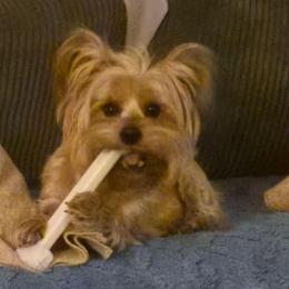 Holly - Yorkshire Terrier