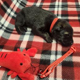 Red collar - Sable male German Shepherd puppy in Ramsey, Illinois from Haus-Farr German Shepherds