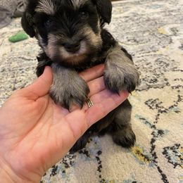 Miniature Schnauzer Puppies from Black Gold Miniature Schnauzers