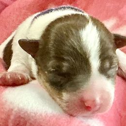 Nala - Black and white female Companion Cross puppy in Mankato, Minnesota from Niko Terriers