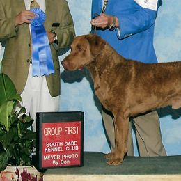 Chesapeake Bay Retrievers from Misty Hill Chesapeakes