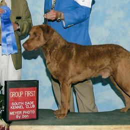 Chesapeake Bay Retrievers from Misty Hill Chesapeakes
