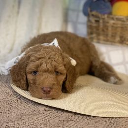 Goldendoodle Puppies from Joe and Dogs