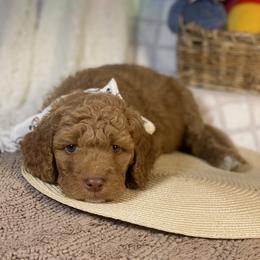 Goldendoodle Puppies from Joe and Dogs