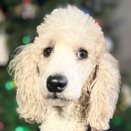 Goldendoodle puppies from Northeast Iowa Doodles
