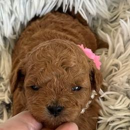 Pixie - Red  female Goldendoodle puppy in Sauk Village, Illinois from Midwest Timberland Pups