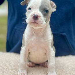 Flint - Blue brindle male American Staffordshire Terrier puppy in Monroe, Georgia from Irresistibull Staffords