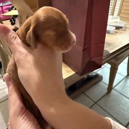 Female 1 - Cream female Dachshund puppy in Houma, Louisiana from Portier’s Mini Dachshunds