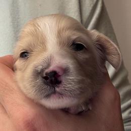 Loretta for Rose - Cream female Dachshund puppy in Grand Junction, Colorado from Agape Dachshunds