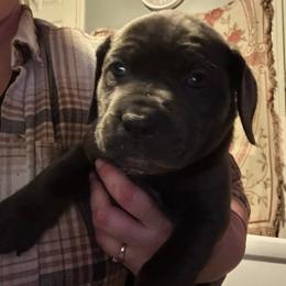 Girl 2 - Gray female Cane Corso puppy in New York from Ironside Cane Corso