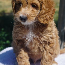 Larry - Yellow and white male Bernedoodle puppy in Caldwell, Idaho from Treasure Valley Poodles