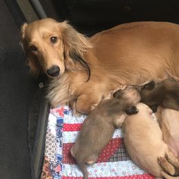 Dachshund Puppies from Leroux Creek Cream Dachshunds