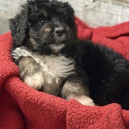 Chevy - Tri-color male Bernedoodle puppy in Phelan, California from PuppyPaws4U