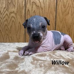 Willow - White and black female American Hairless Terrier puppy in Buckingham, Illinois from Gaus Hof