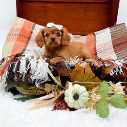 Cherry - Ruby female Cavalier King Charles Spaniel puppy in North Carolina from NC Doodle Puppies
