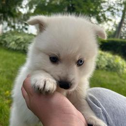 Bobby - White male Pomsky puppy in Coeur D'alene, Idaho from PNW Pomskys