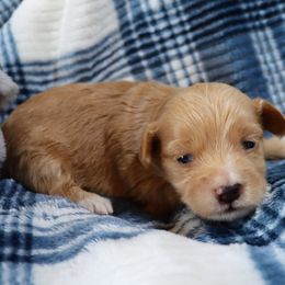 Bvlgari - Red female Havanese puppy in Hamptonville, North Carolina from Alabama Havanese Kennel