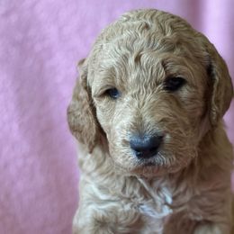 Girl 2 - Goldendoodle puppy in Reno, Nevada from B Doodles