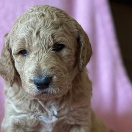 Girl 2 - Goldendoodle puppy in Reno, Nevada from B Doodles