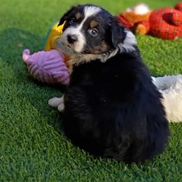 Notcho Playboy aka Notcho - Black tri-color male Australian Shepherd puppy in Sparta, Tennessee from SugarWood Australian Shepherds