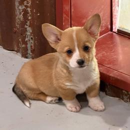 Red tri female - Red and white female American Corgi puppy in Fort Worth, Texas from King of Hearts Kennels