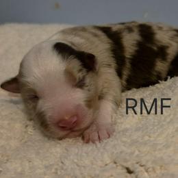 Rose - Red merle female Miniature Australian Shepherd puppy in Crowell, Texas from Ardent Aussie Acres